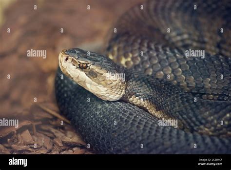 Florida cottonmouth snake hi-res stock photography and images - Alamy