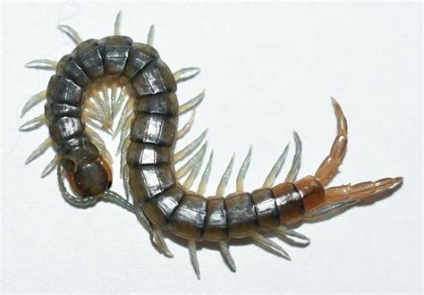 Scolopendra viridis - Bugs In Cyberspace