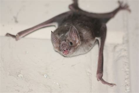 Friends Help Female Vampire Bats Cope With Loss | Smithsonian Institution