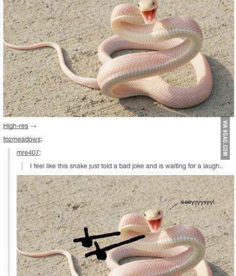 Ridiculously photogenic snake | Tumblr funny, Funny relatable memes, Stupid funny memes