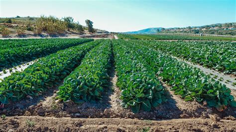 What you need to know about soil to keep your garden healthy