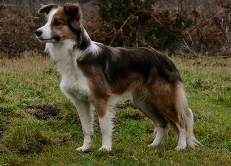 Black shaded sable and white Border Collie (shaded sable dog). | White border collie, Border ...