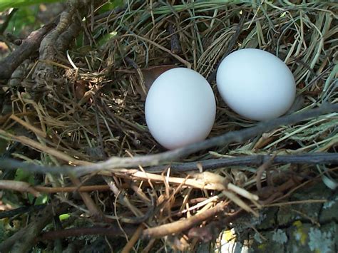 Mourning Dove Eggs | Mourning dove eggs, Mourning dove, Doves