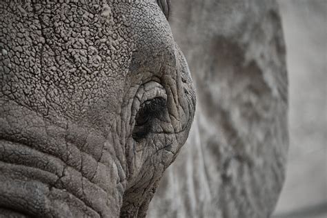 Close up of Elephant Eye · Free Stock Photo