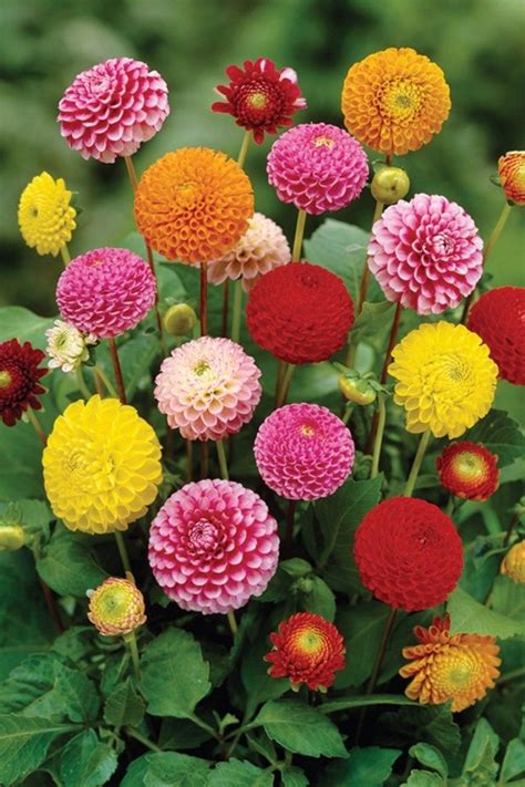 Top 10 Tips on How to Plant, Grow, and Care for Dahlia Flowers ...