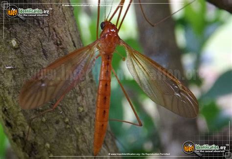 Cranefly