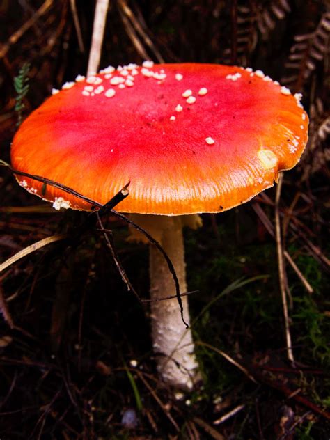 Things in the Forest | Red mushroom in the Redwood Forest Wa… | Flickr