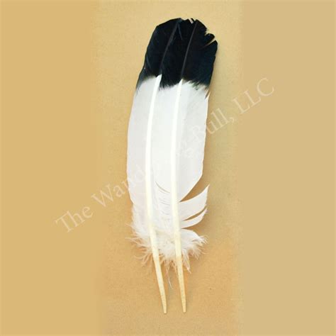 Eagle Feathers | truongquoctesaigon.edu.vn