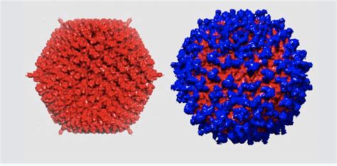 Stealth Virus For Cancer Therapy