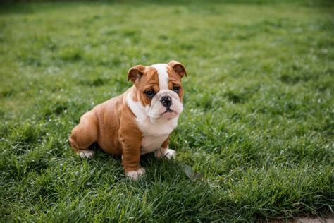 11 Things You Should Know About English Bulldog Puppies