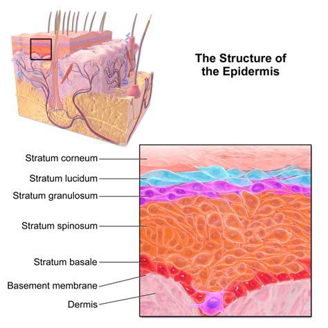 Epidermolysis Bullosa - Physiopedia