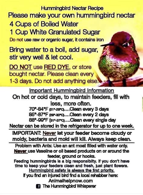 Pin by Lulu on Outdoors | Nectar recipe, Hummingbird nectar recipe ...