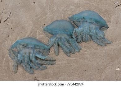 Box Jellyfish Queensland Australia Stock Photo 793442974 | Shutterstock