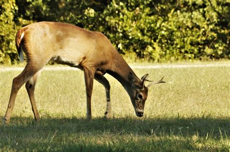 Young Buck Deer Eating Grass Free Stock Photo - Public Domain Pictures