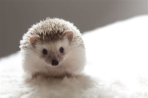 Names for Pet Hedgehogs, Porcupines, and Tenrecs | PetHelpful