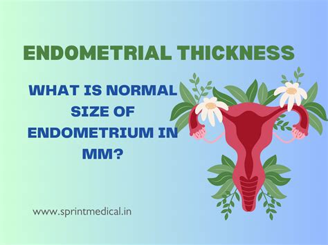 Endometrial Thickness: What is Normal Size of Endometrium in mm ...