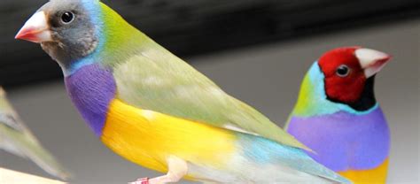 The Gouldian Finch | Critter Science