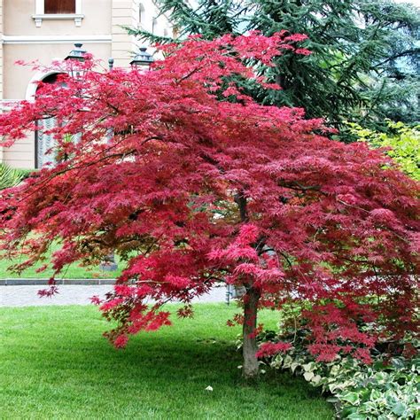 ACER palmatum atropurpureum | Bonsai | Pinterest | Acer palmatum ...