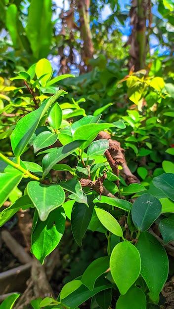 Premium Photo | Banyan tree leaves