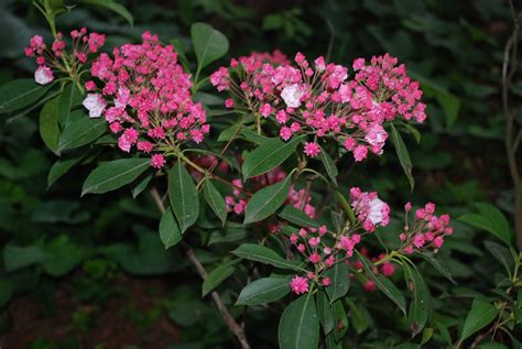 Favorite Mountain Laurel Cultivars | What Grows There :: Hugh Conlon, Horticulturalist ...