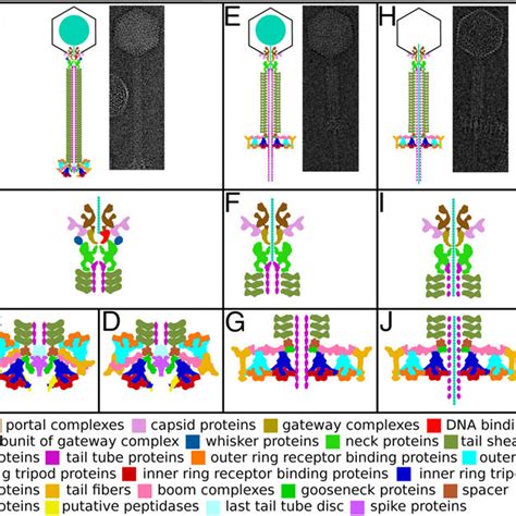 Comparison of tail structures of native (A) and contracted (B) phages ...