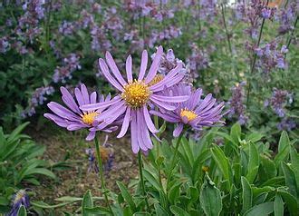 Aster (genus) - Wikipedia