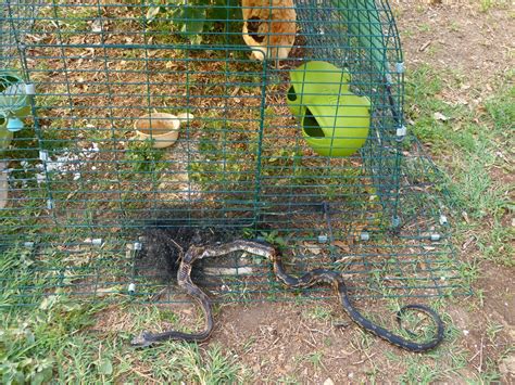 Rat Snakes | BackYard Chickens - Learn How to Raise Chickens