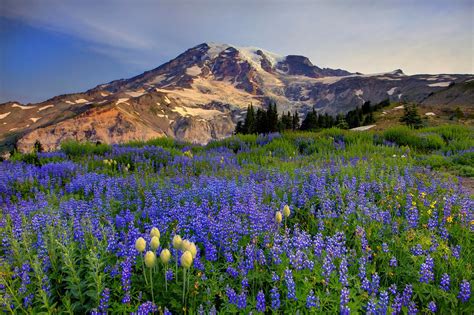 Travel Trip Journey : Mount Rainier Washington