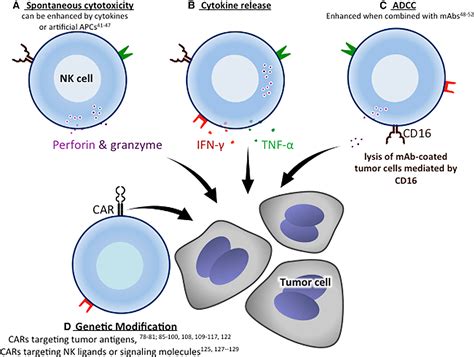 Natural killer cells (NKC) - Overall Science