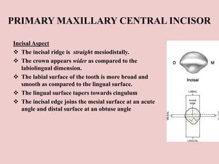 Permanent teeth Anatomy.pptx