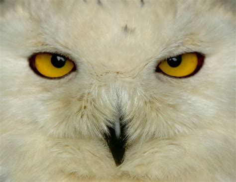 Snowy Owl | Galloway Wildlife Conservation Park. | Digital Zoo | Flickr