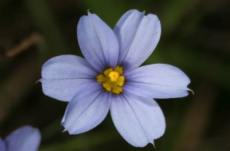 Sisyrinchium angustifolium - Jersey-Friendly Yards