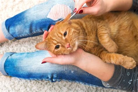 How To Clean Cat Ears From Wax And Mites Step By Step Guide