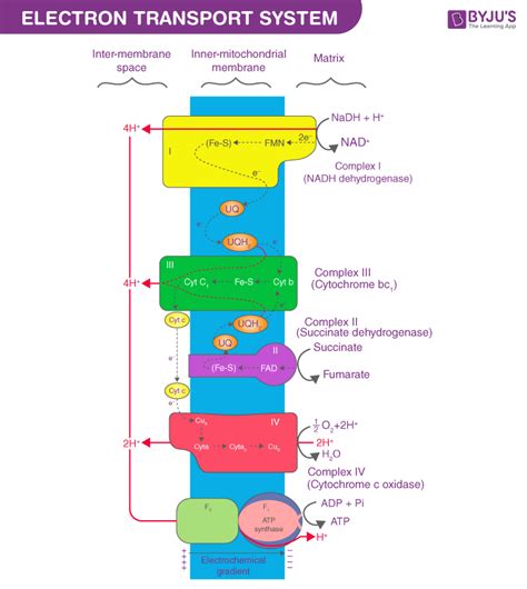 Electron Transport Chain - Mechanism in Mitochondria