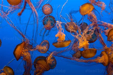 Sea Nettle Jellyfish in Water Stock Photo - PixelTote