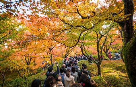 Tips for Surviving Crowds in Kyoto, Japan - Travel Caffeine