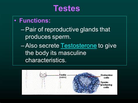 Endocrine and nervous system - Presentation Health and Disease