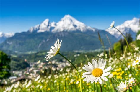 Bavarian Alps With Beautiful Flowers And Watzmann In Springtime, Photograph by JR Photography