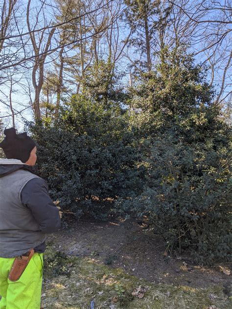 Pruning the Holly - The Martha Stewart Blog