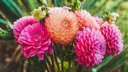 Common dahlia diseases: and how best to combat them | Homes & Gardens