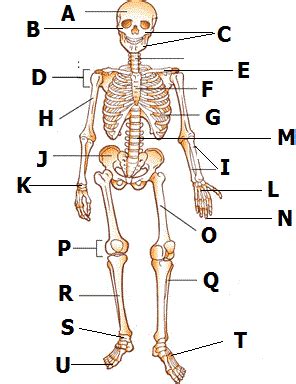 Play Human Body Bones Test quiz: study these multiple choice test ...