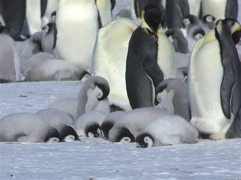 Emperor penguin breeding cycle – Australian Antarctic Program