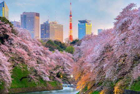 Japan-cherry-blossom-tour - Flamingo Travels Blog