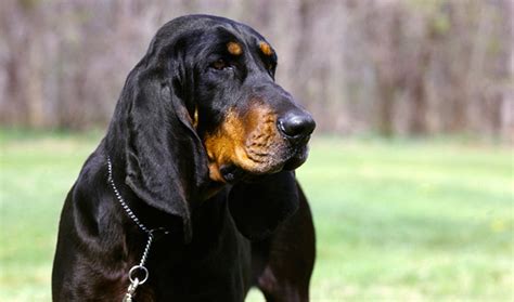 Black and Tan Coonhound Dog Breed Information - Vetstreet | Vetstreet