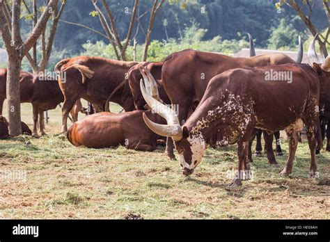 Sanga Cattle Stock Photos & Sanga Cattle Stock Images - Alamy