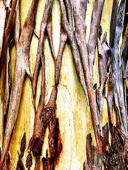 10 Best images about Tree bark; artistic patterns. on Pinterest ...