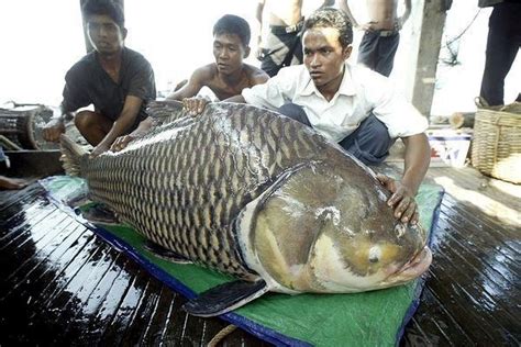 Mekong Giant Catfish – "OCEAN TREASURES" Memorial Library