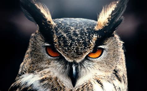 Owl 4K Wallpapers | HD Wallpapers | ID #24319