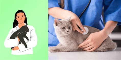 Cat Diarrhea Home Remedy Options | Lolahemp