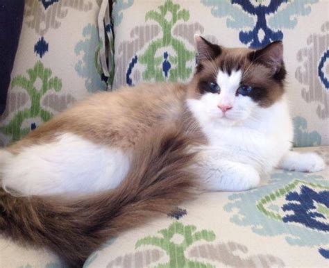 Seal point bicolor Ragdoll cat - TICA registered for Sale in Kirtley, Texas Classified ...